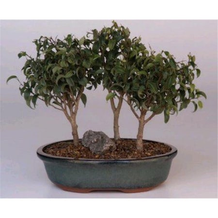 Configuracion Ficus Benjamina Forest Group Ficus Too Little Bonsai Tree CO2805839